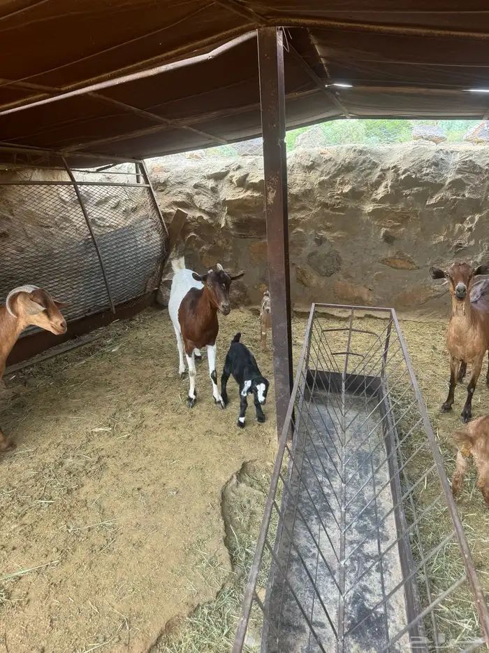 11ماعز 7عليها 8واربع وحده حليب وثلاث دفيع 7