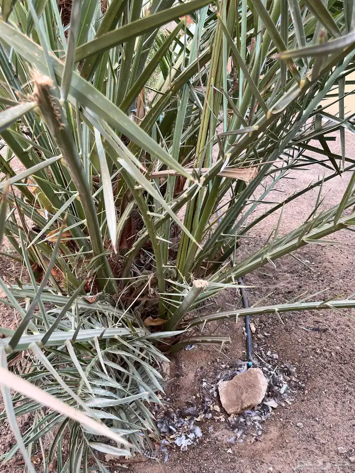 فسائل نخيل مجانا 2