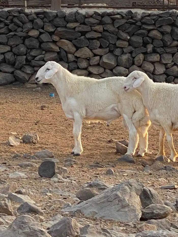 مشروف فحل انتاج المراح 1