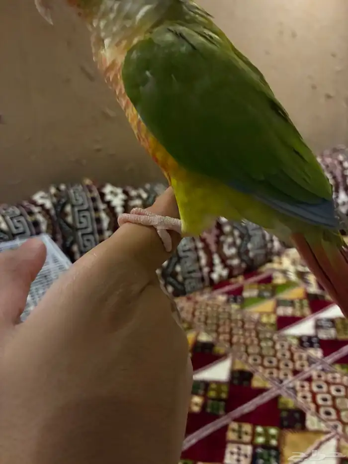 كنيور اناناس 5