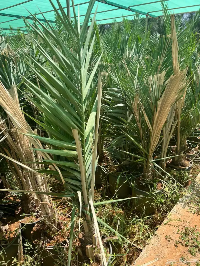 مجدول فراخ ومجذر 1