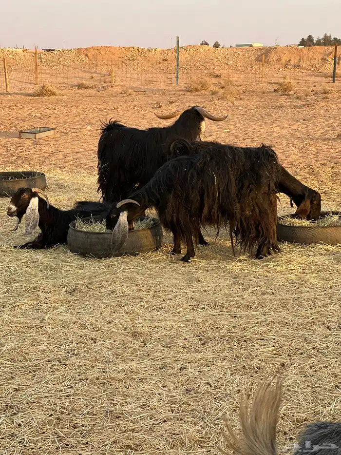 معزاء مضاريع للبيع العدد 9 مع التيس الاعمار سدس 2