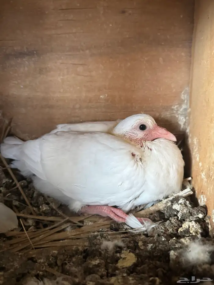 للبيع فروخ حمام 0