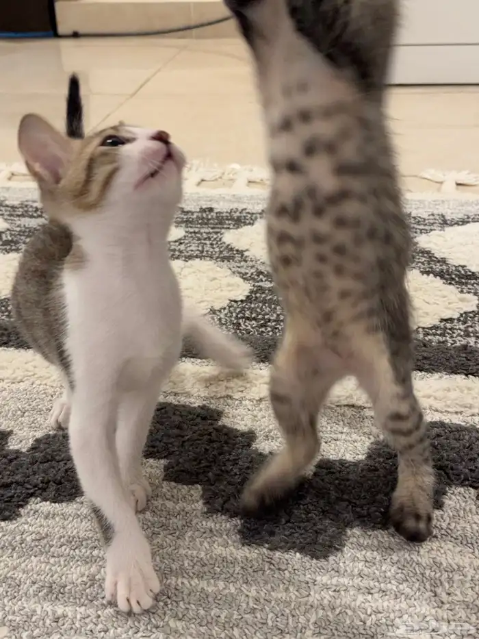 قطط للتبني بلدي لعوبيين 10