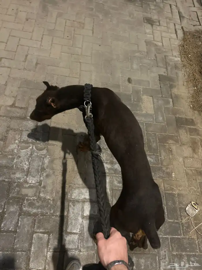 كلب دوبر مان 0