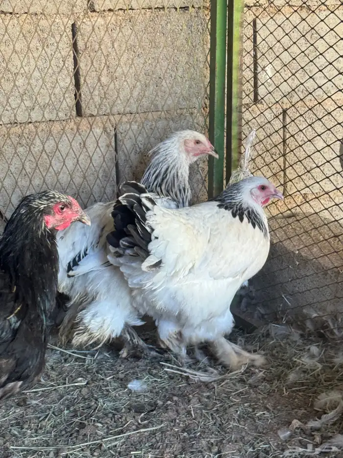 دجاج برهما كولمبي والأسود الصك خوارج سلالة كونك مستوىTOP 5