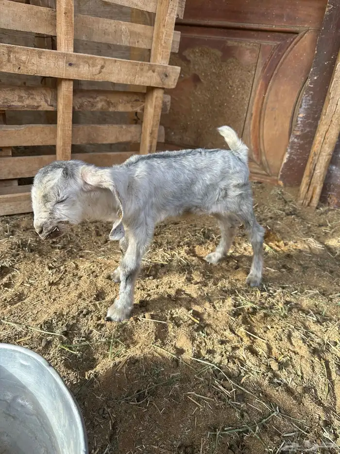 عنز مشروكه خلفه طيبه حدرها جفره 3