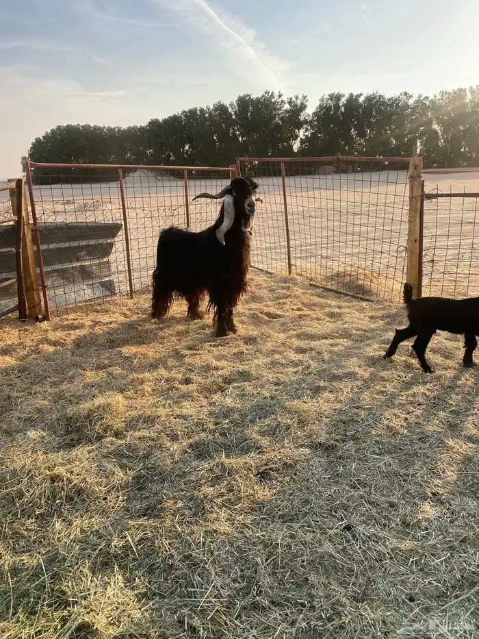 تيس فحل حار في القريع 3