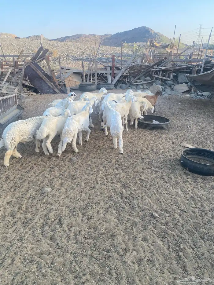 ذبايح حري و سواكنيي يوجد تقسيط تابي و ذبح و توصيل 2