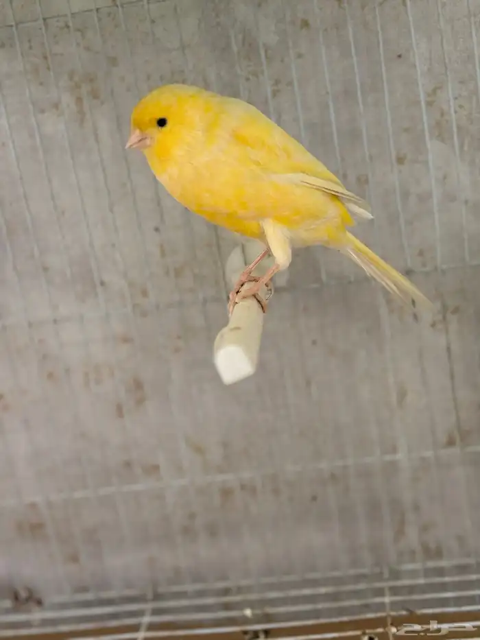 كناري جامبو 7