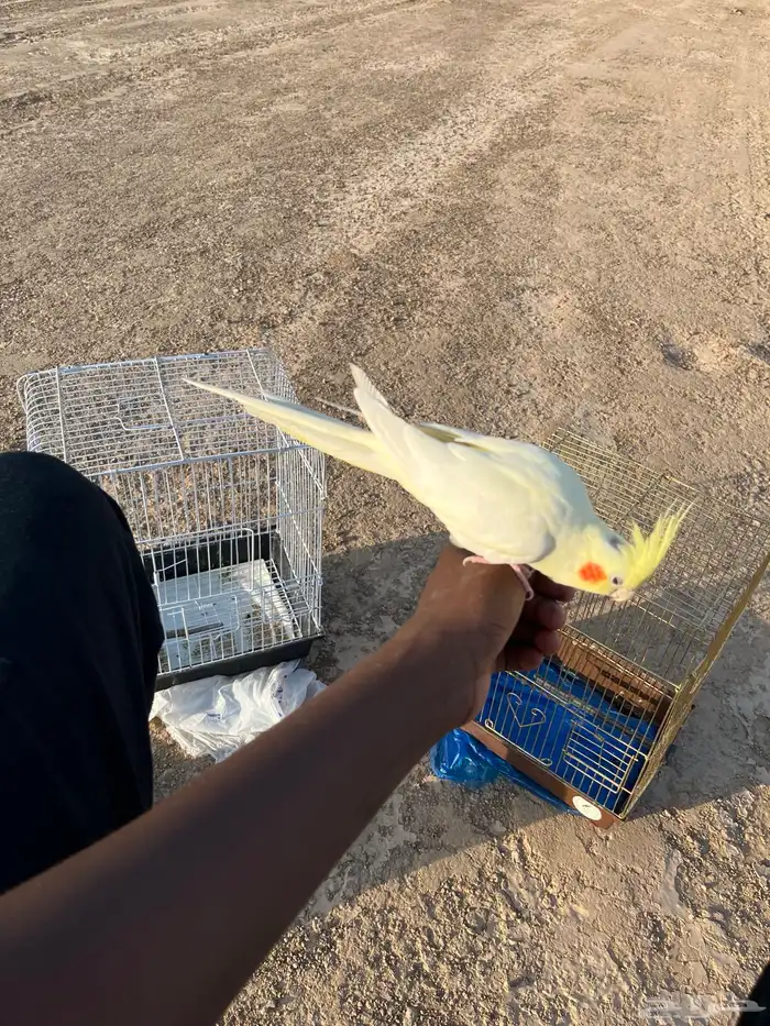 كروان ضايع لاتنيوم في حي السد في شوران 0