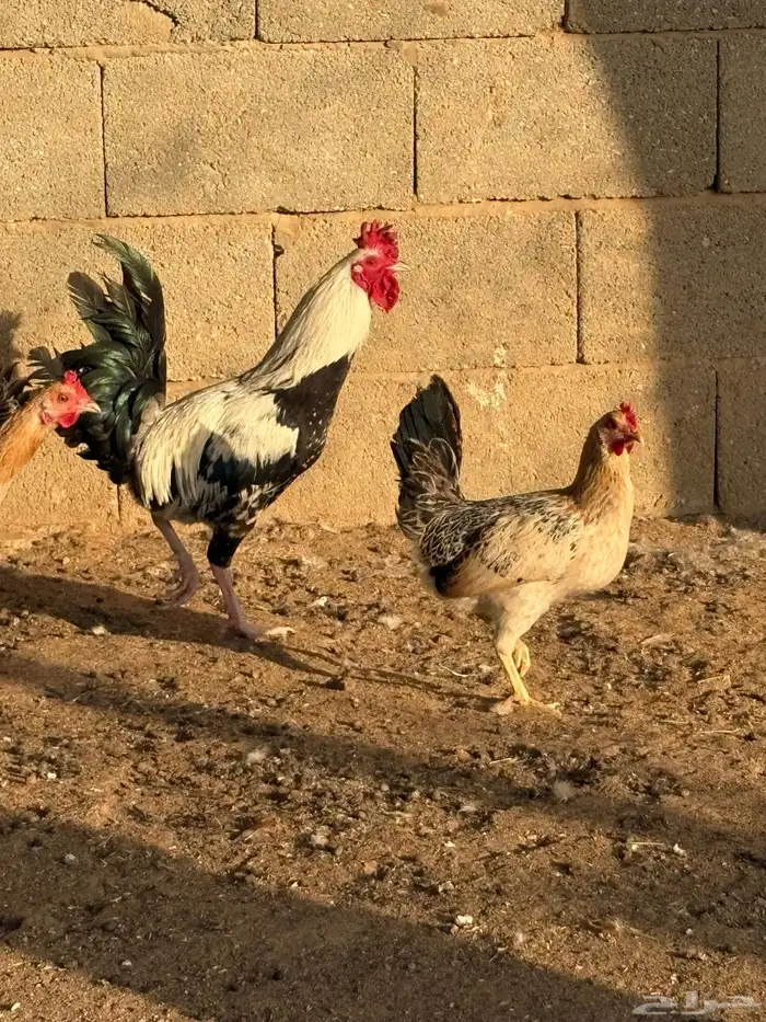 دجاج بلدي بياض عمر صغير 0