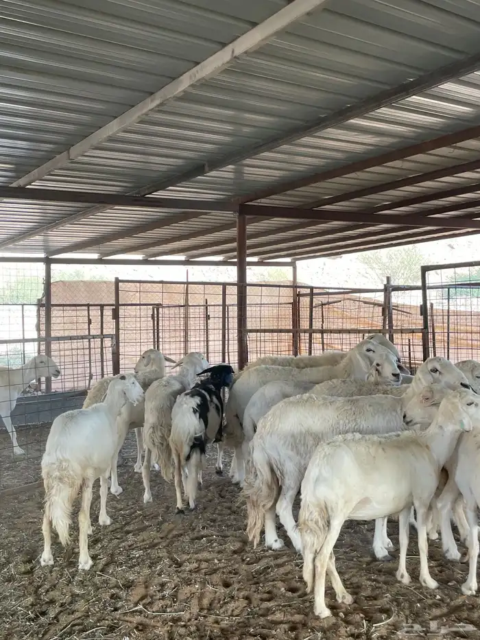 غنم حريات 15 بالفحل 2