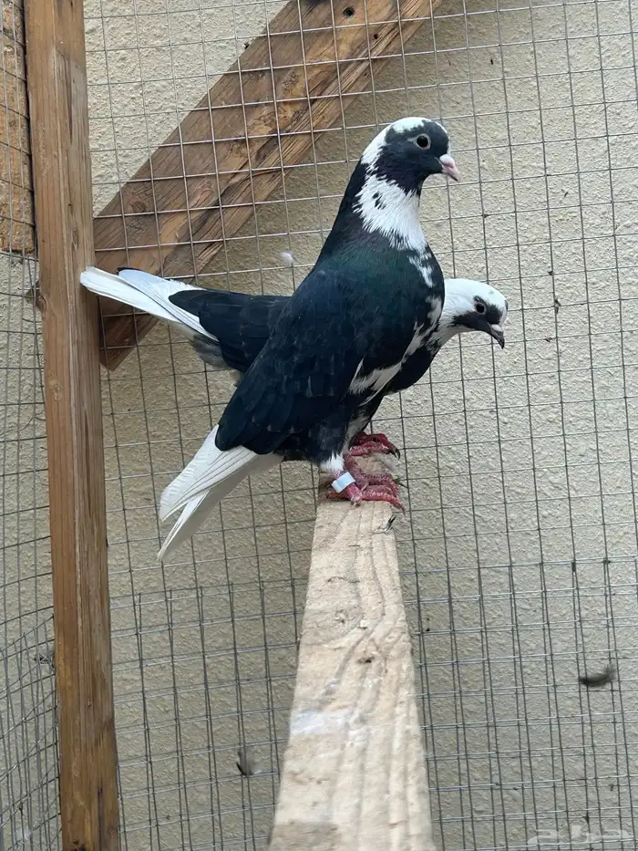 للبيع. 3اجواز . 3