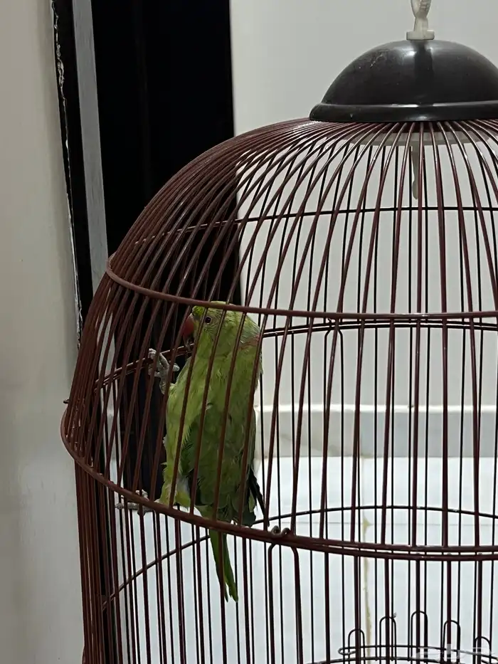 ببغاء الدر 2