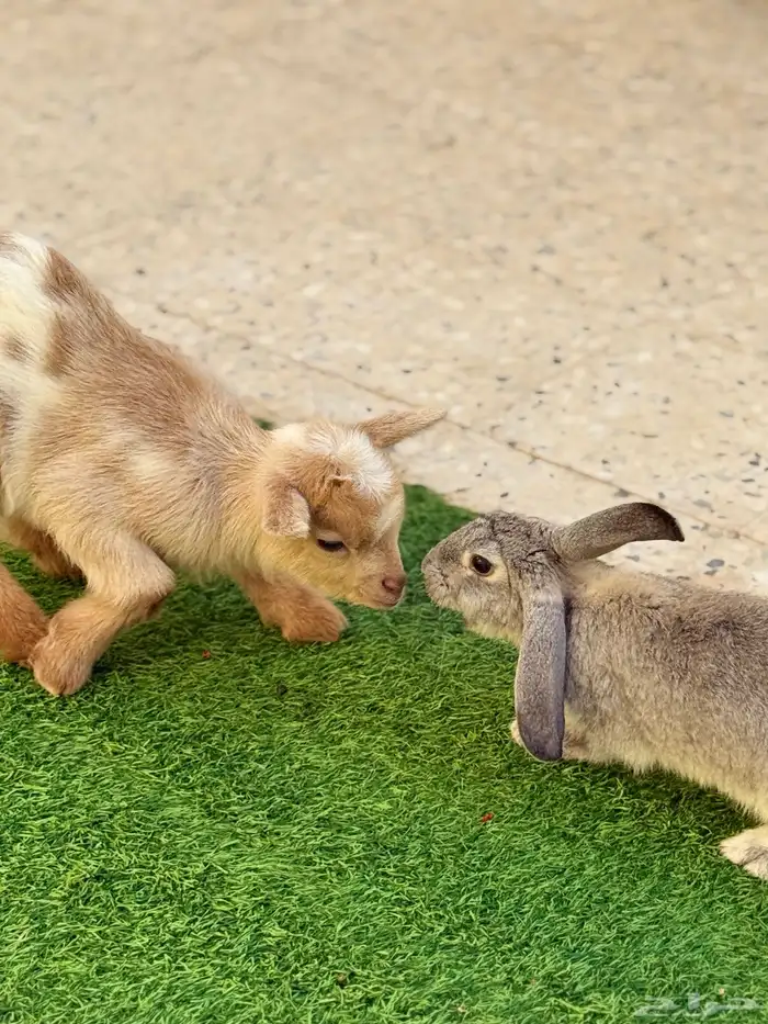 تيس قزمي بيور 0