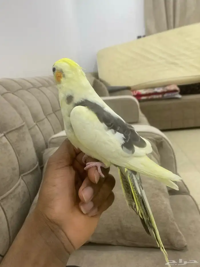 للبيع كروان اليف وهدد حمامه مايعرف العض 2