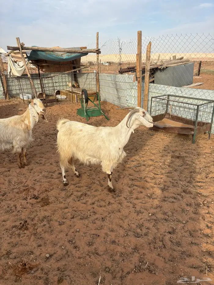 مقاني مراح واحد معزا 1