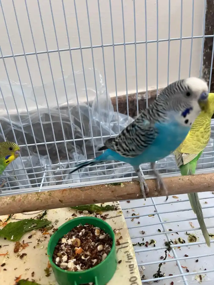 عصافير بدجي ذكر واتنين إناث 0