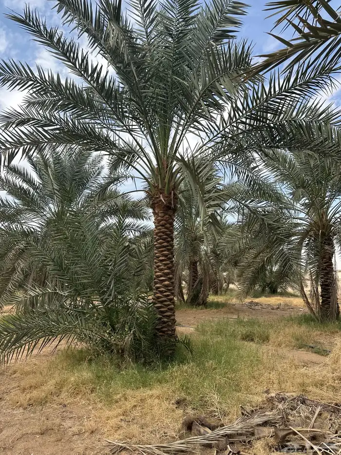 نخل مثمرنبتت علي وبرحي وخلاص وصقعي وسندي 0