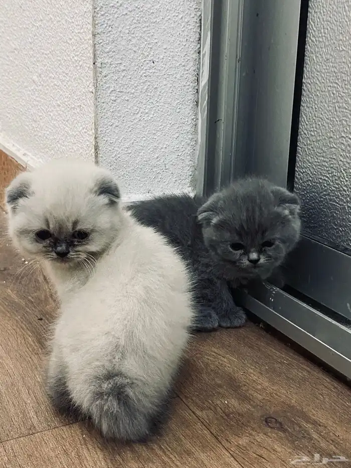 للبيع على السوم العمر 3 أسابيع 0