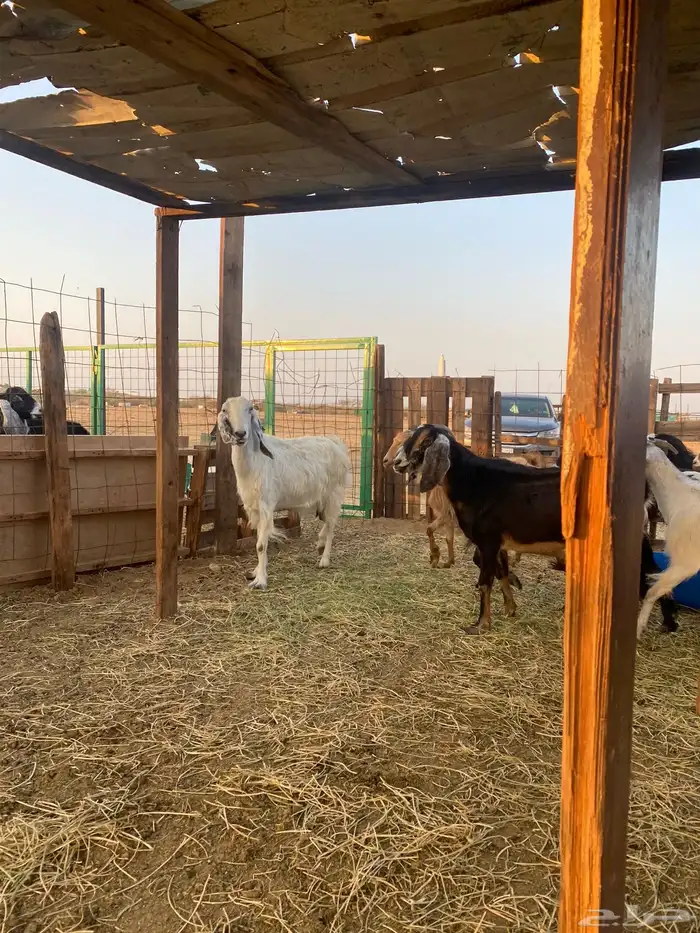 للبيع معزا عوارض وحريات بالفحل دفيع ومضاريع 8