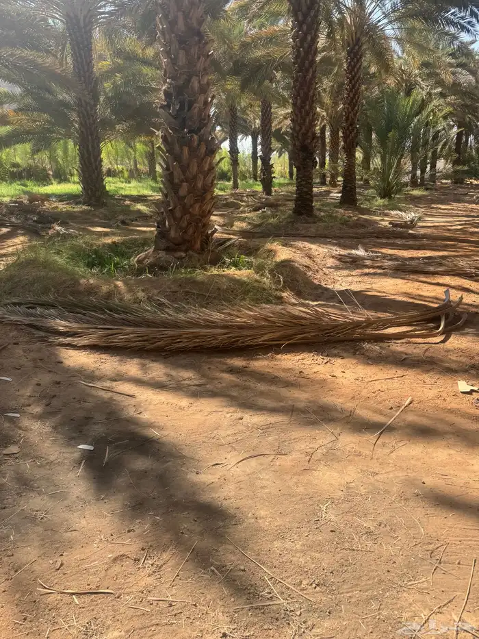 جريد لوجه الله 3