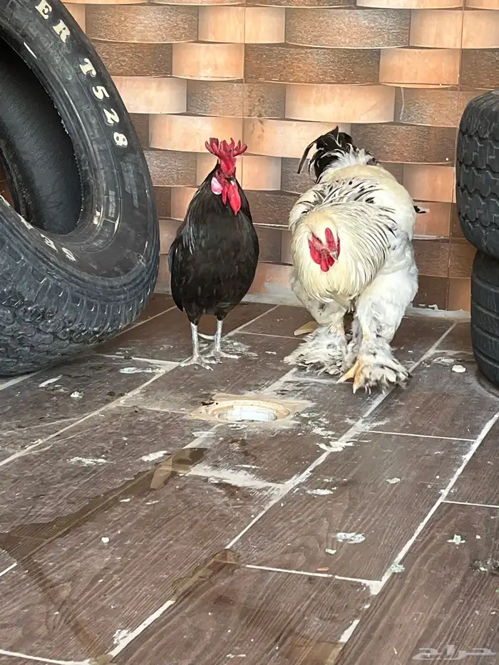 ديكه للبيع 5