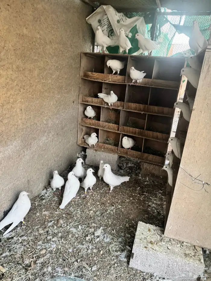 حمام فرنسي لاحم جامبو 1