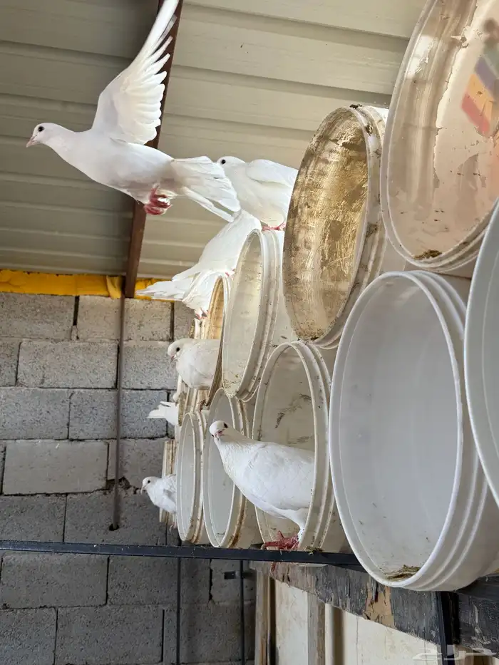 حمام فرنسي ابيض 20 جوز مفروز وجاهز 7
