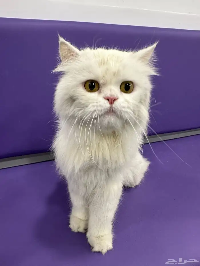 قطه ضايعه الدوحه الجنوبيه 3