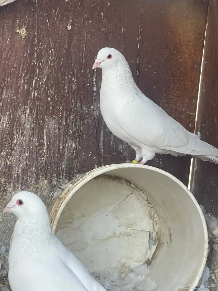 حمام فرنسي جانبو 2