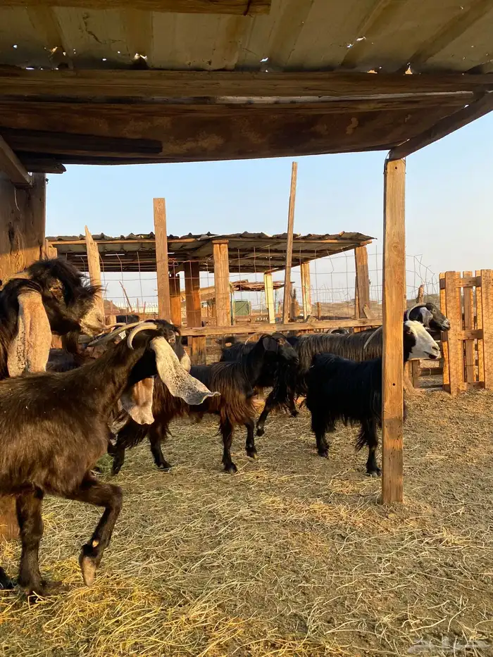 للبيع معزا عوارض وحريات بالفحل دفيع ومضاريع 31