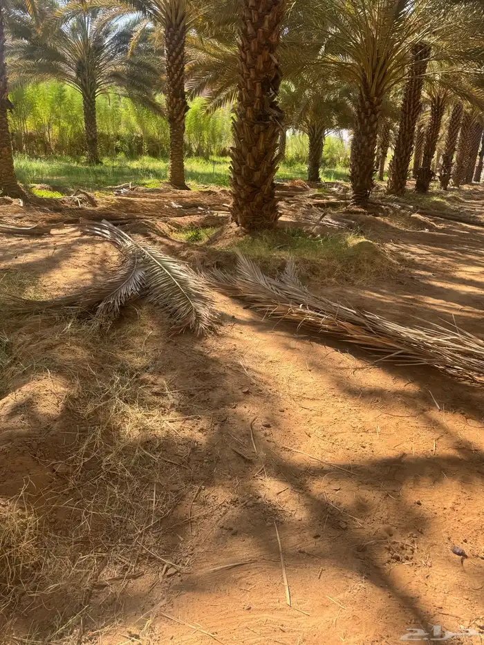 جريد لوجه الله 1