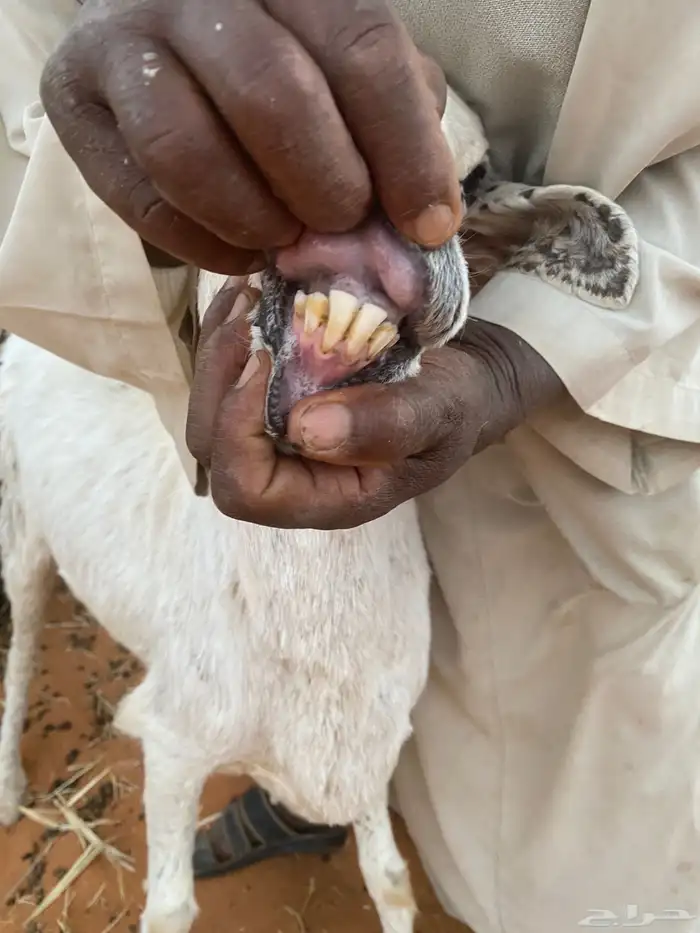 مطلوب فحل حري 0