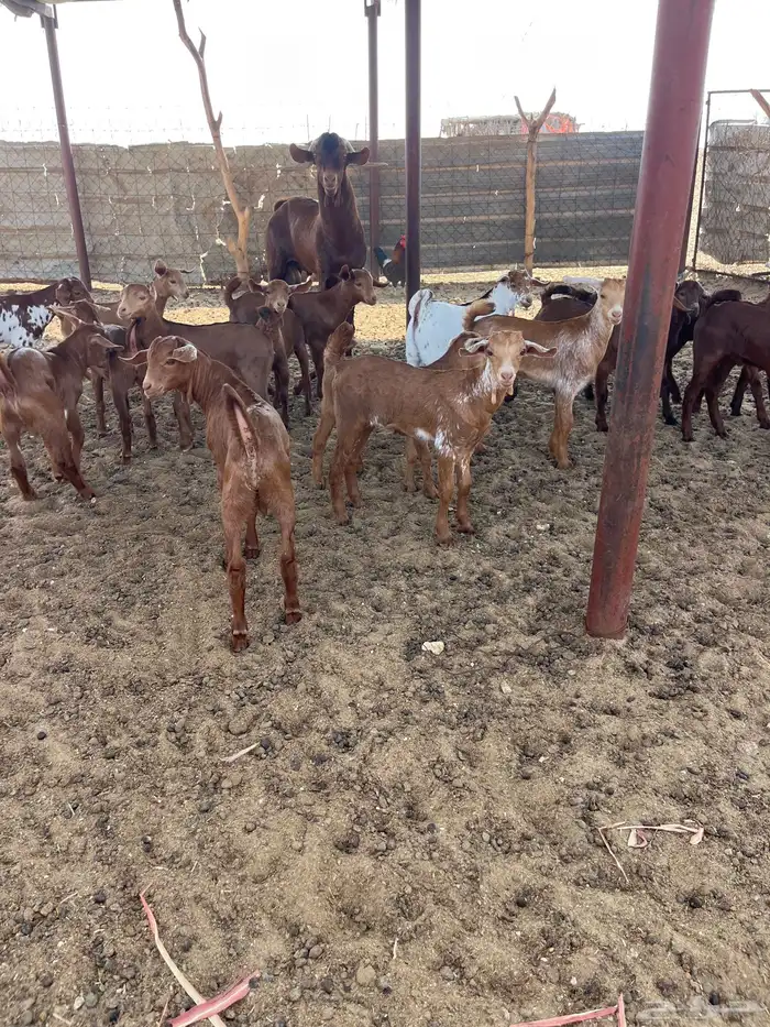 معزا مقاني 1