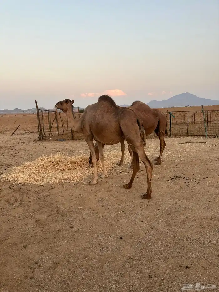 ابل ملاقي ( تم البيع ) 9