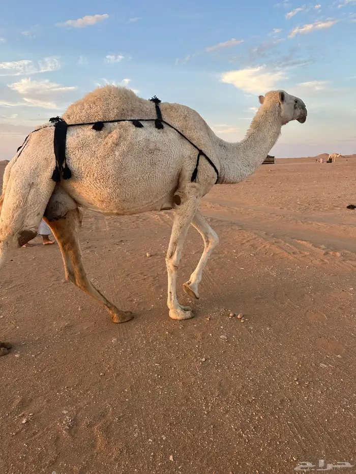 عشرا وضحى بدون بنتها 3