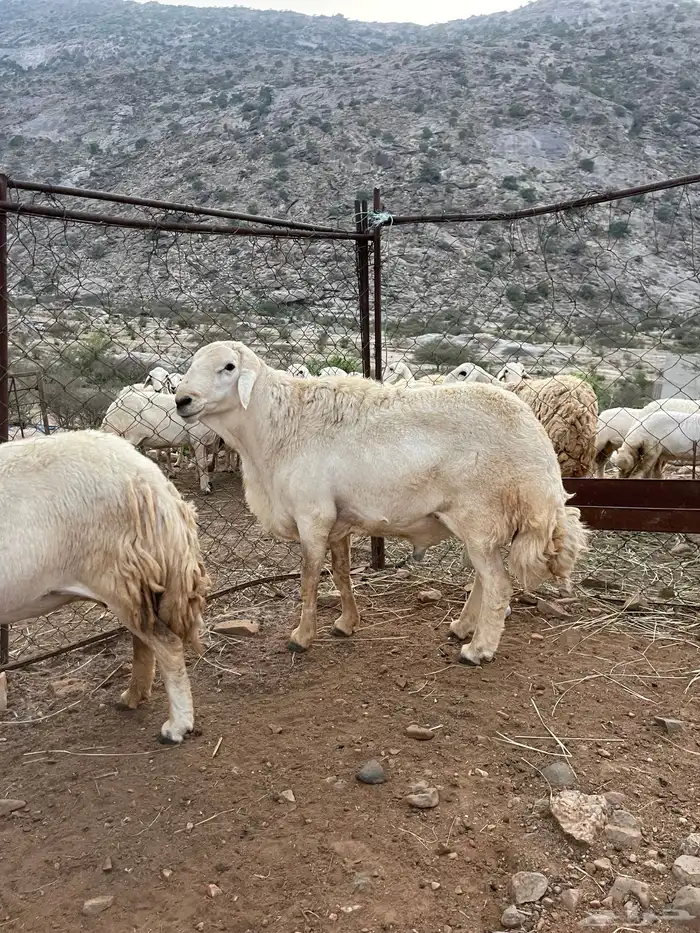 فحل حري فاخر 4