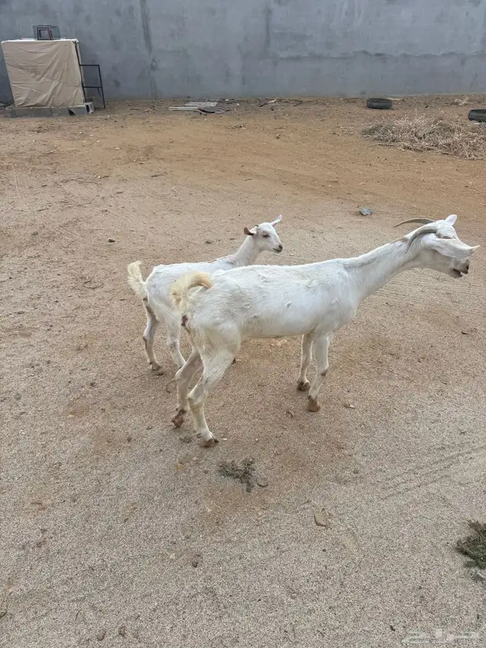 عنز بيشيه والد 0