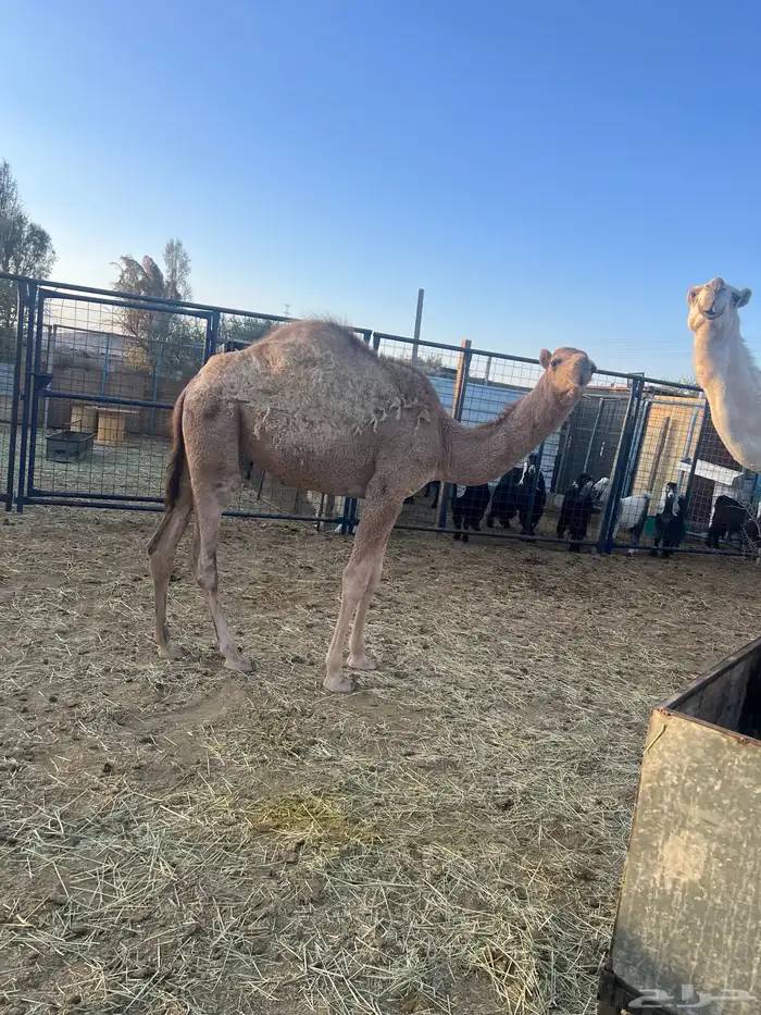 بكره للبيع 5