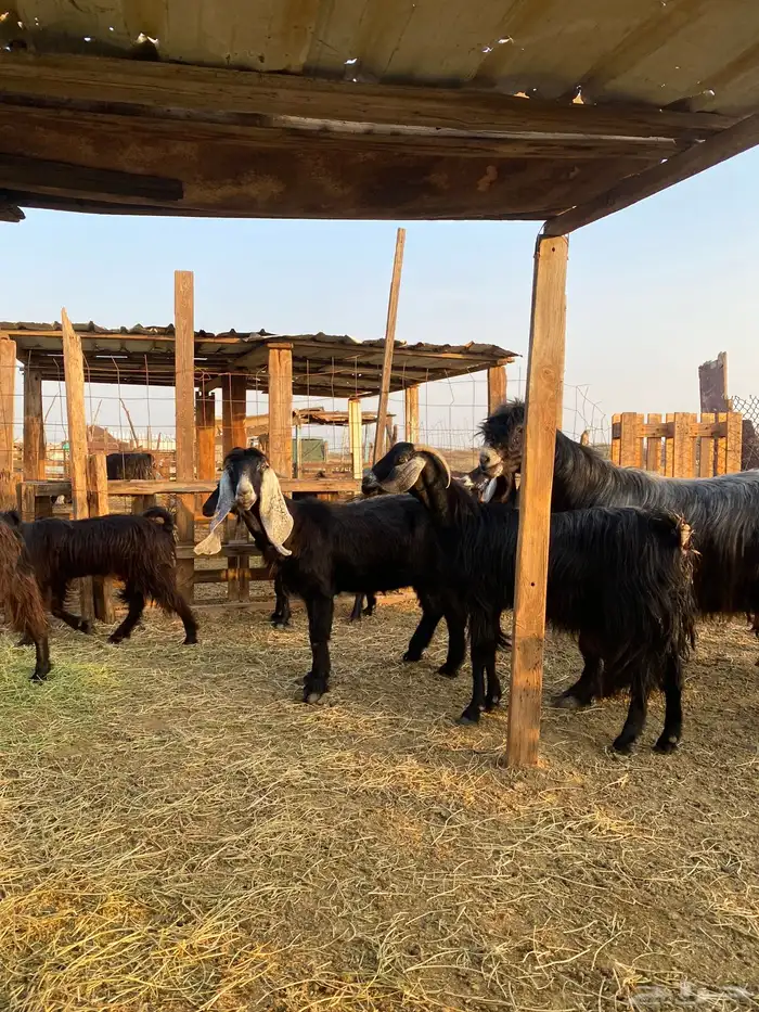 للبيع معزا عوارض وحريات بالفحل دفيع ومضاريع 16