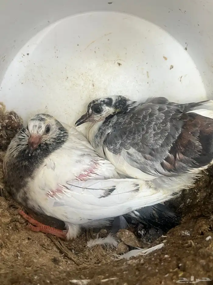 فروخ حمام زغاليل 2