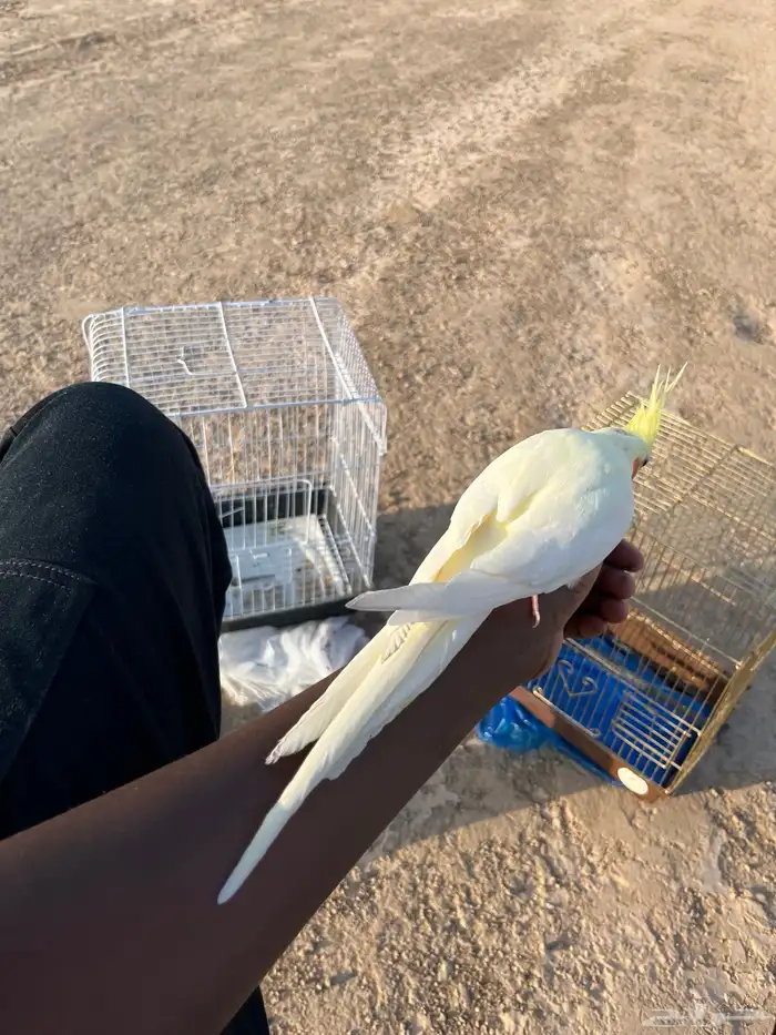 كروان ضايع لاتنيوم في حي السد في شوران 1