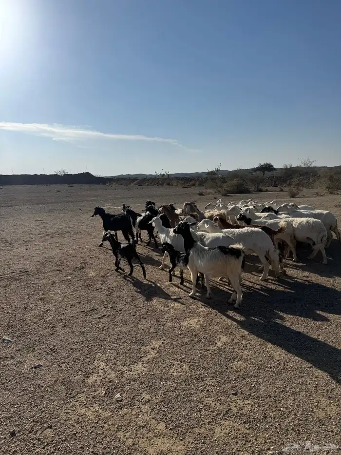 39 راس ضان ومعزا تحتها 4 3