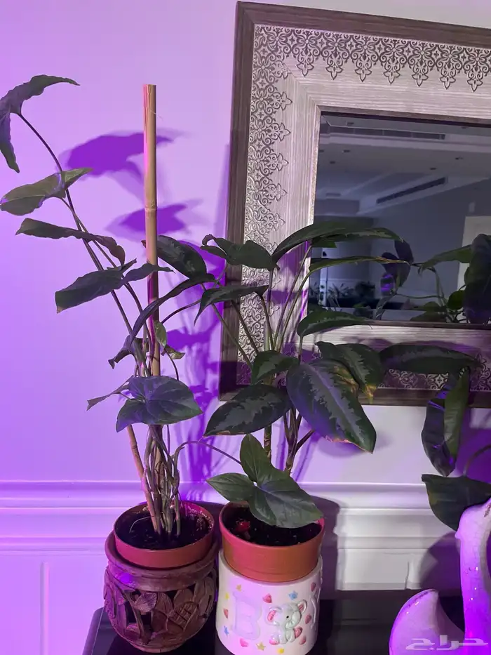 نبات داخلي للبيع واسعار الزاميا منافسة 5