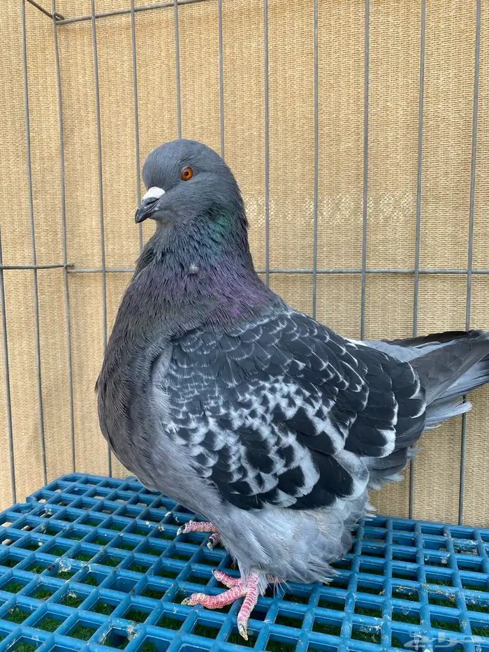 الفرش و الكنق 3