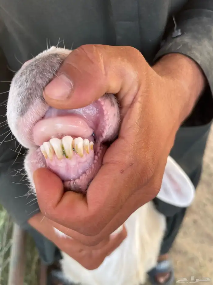 طلي حري ( تم البيع الله يبارك للجميع ) 2