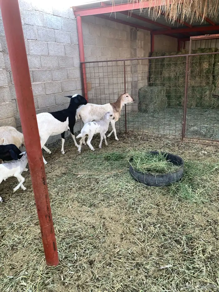 غنم ولد للبيع عدد 4 5