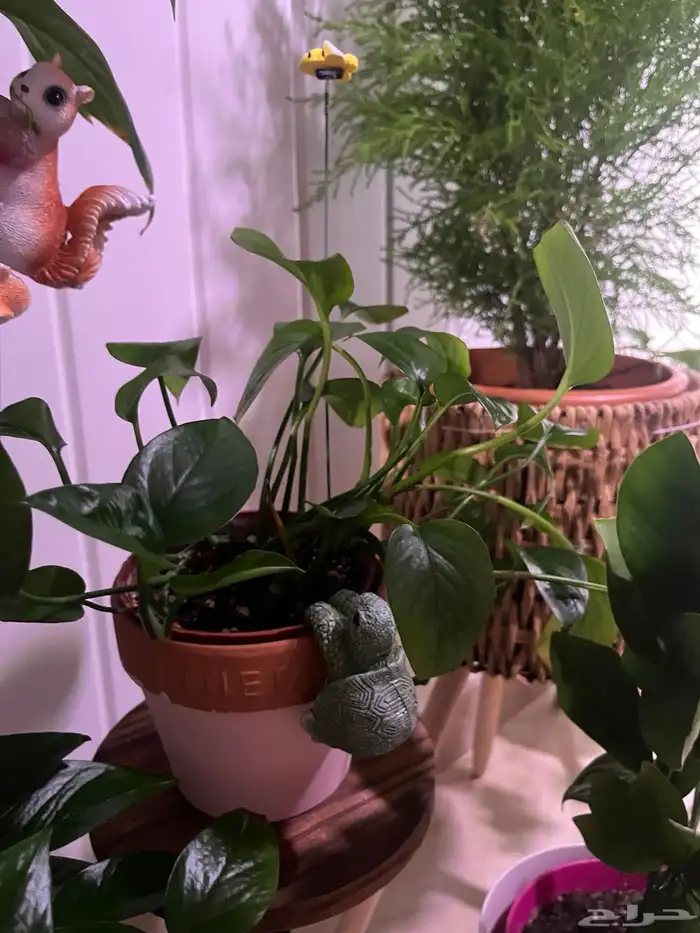 نبات داخلي للبيع واسعار الزاميا منافسة 2